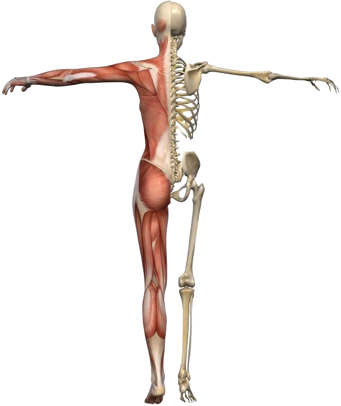 Bewegungsapparat - Physiotherapie Wolnzach